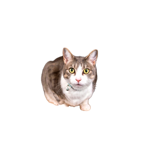 A Domestic Cat With A Collar Sitting On A Wooden Stool In A Studio Setting, Offering Ample Copy Space. 13806 - Cat PNG image with transparent background